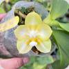 Phal. Yaphon Lover Yaphon